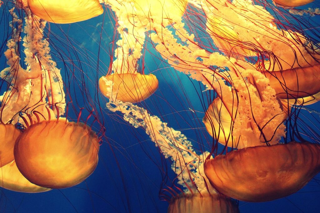 Jellyfish - Synth experimental rap beat